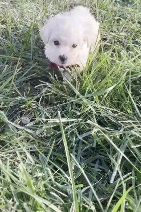 Maltipoo dogs for sale: Dalton - Video 1