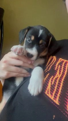 Mixed Breed dogs for sale: Chakra - Video 1