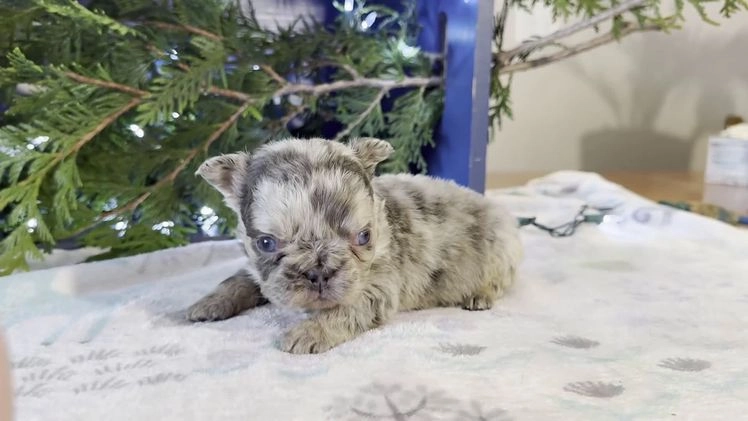 French Bulldog dogs for sale: Daisy - Video 1