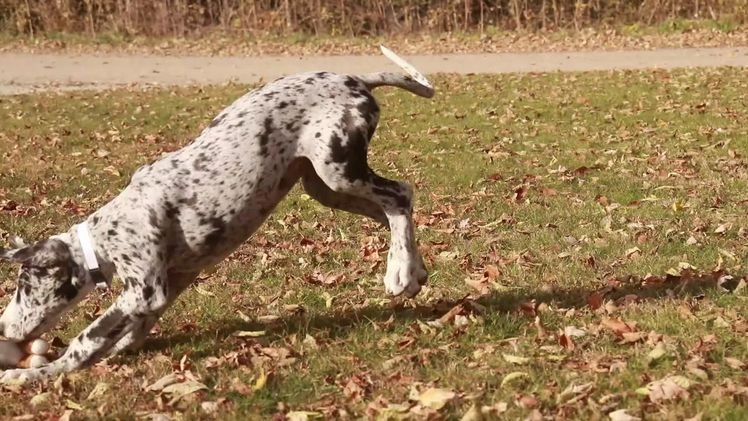 Great Dane dogs for sale: Beatrice - Video 1