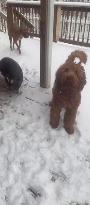 Boxer dogs for sale: Jax - Video 1