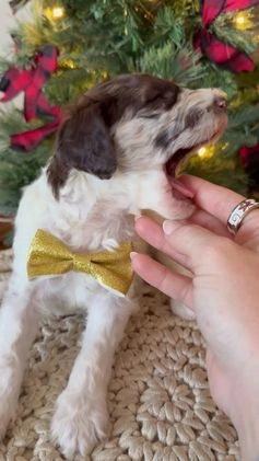 Mixed Breed dogs for sale: Patty - Video 7