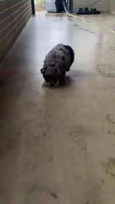 Aussiedoodle dogs for sale: Smores - Video 7