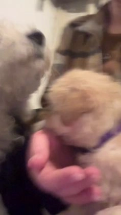 Bichpoo dogs for sale: Bichpoo Puppy 4 - Video 1