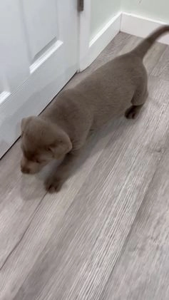 Labrador Retriever dogs for sale: Shadow - Video 1