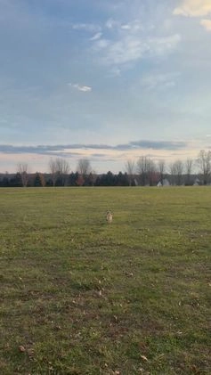 Labrador Retriever dogs for sale: Hercules  - Video 1