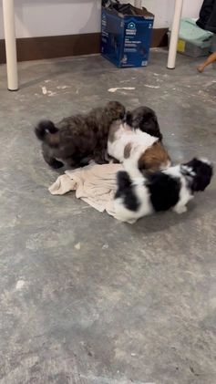 Shih Tzu dogs for sale: Elva - Video 1