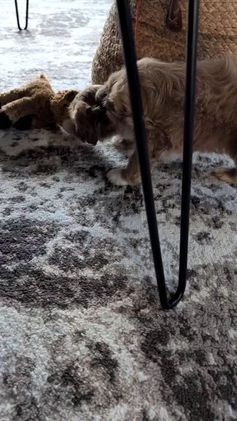 Cavapoo dogs for sale: Axel  - Video 1