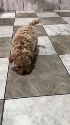 Bichpoo dogs for sale: Sara - Video 1