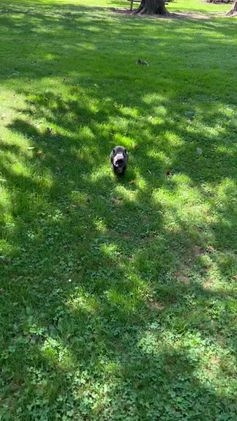 French Bulldog dogs for stud: Bruno - Video 2