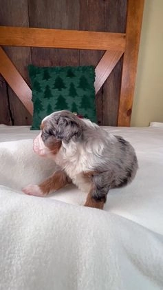 Mini Bernedoodle dogs for sale: Holly Girl - Video 1