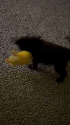 Labradoodle dogs for sale: Aspen - Video 1