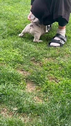 French Bulldog dogs for sale: Noelle - Video 1