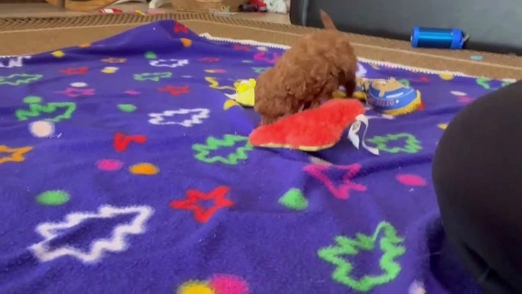 Cavapoo dogs for sale: Sage - Video 1