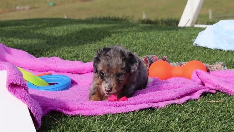 Mini Bernedoodle dogs for sale: Eve - Video 1