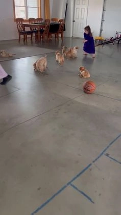 Golden Retriever dogs for sale: Bentley - Video 1