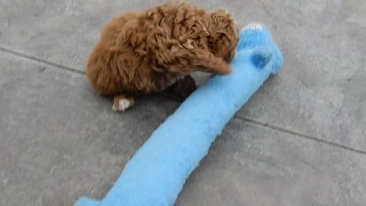 Mini Goldendoodle dogs for sale: Nemo - Video 2