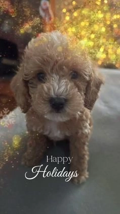 Toy Poodle dogs for sale: Biggie - Video 2