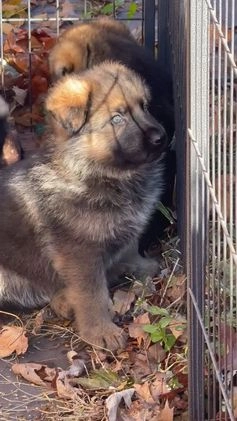 German Shepherd dogs for sale: German Shepherd Puppy 1 - Video 1