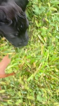 Cane Corso dogs for sale: Vanilla  - Video 1