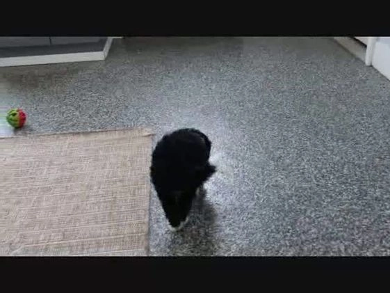 Mini Bernedoodle dogs for sale: Rudolph - Video 2