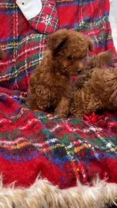 Toy Poodle dogs for sale: Toy Poodle Puppy 2 - Video 1