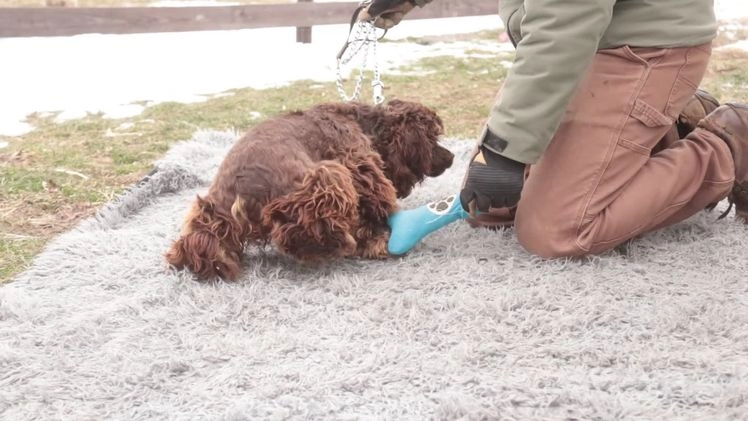 Cocker Spaniel dogs for sale: Dane - Video 1
