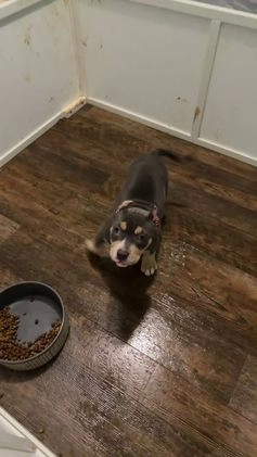 American Bully dogs for sale: American Bully Puppy 3 - Video 1