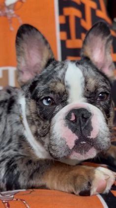 French Bulldog dogs for sale: Marcus - Video 1