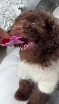 Miniature Poodle dogs for sale: Celeste - Video 1