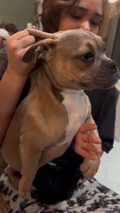 Mixed Breed dogs for sale: Viva - Video 1