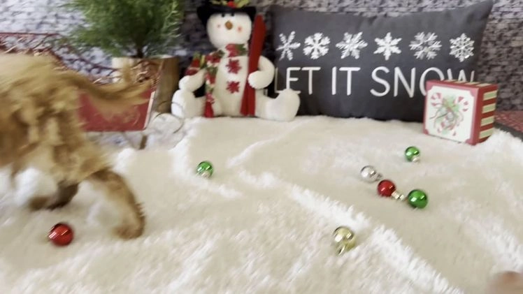 Cavapoo dogs for sale: Nate - Video 1