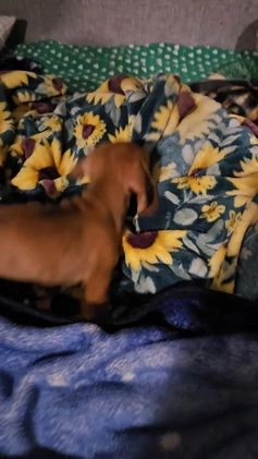 Miniature Dachshund dogs for sale: Miniature Dachshund Puppy 1 - Video 1