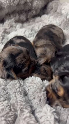 Yorkshire Terrier dogs for sale: Gizmo - Video 1