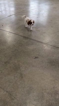 Cavalier King Charles Spaniel dogs for sale: Charlie - Video 2