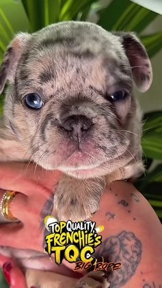 French Bulldog dogs for sale: TIFFANY - Video 3