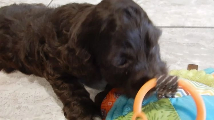 Cockapoo dogs for sale: Lucky - Video 2