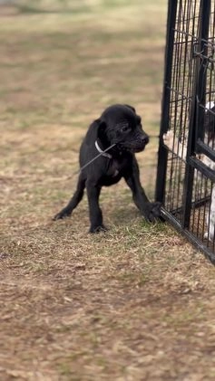 Cane Corso dogs for sale: Amir - Video 1