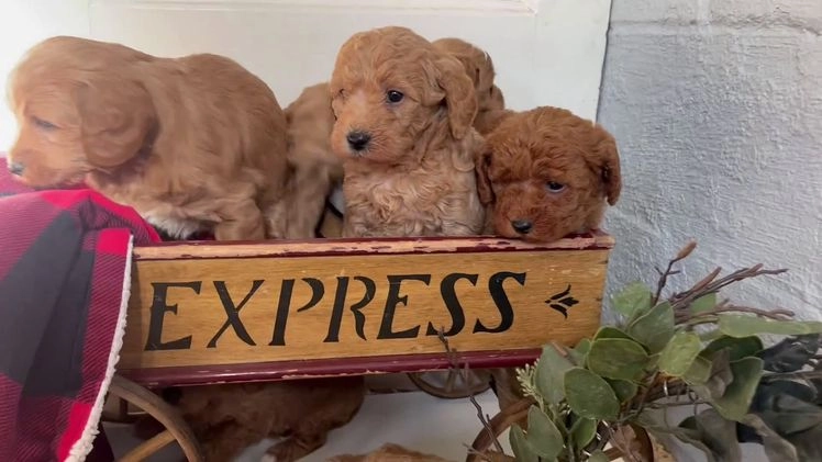 Mixed Breed dogs for sale: Lil Buttons❤️🐾Call 717-768-7967❤️F1b - Video 1