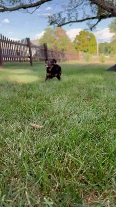 Cavapoo dogs for sale: Mickey - Video 1