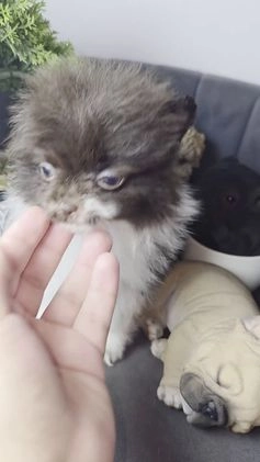 Pomeranian dogs for sale: Pomeranian Puppy chocolate  - Video 1