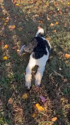 Standard Poodle dogs for sale: Standard Poodle Maia - Video 1