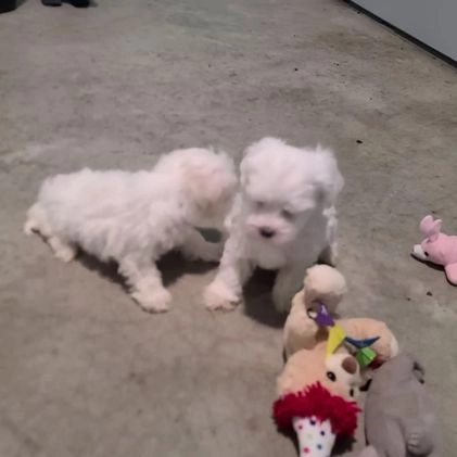 Maltese dogs for sale: Hector - Video 1