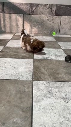 Shih Tzu dogs for sale: Zoey - Video 1