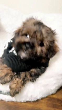 Shihpoo dogs for sale: Ziggy  - Video 1