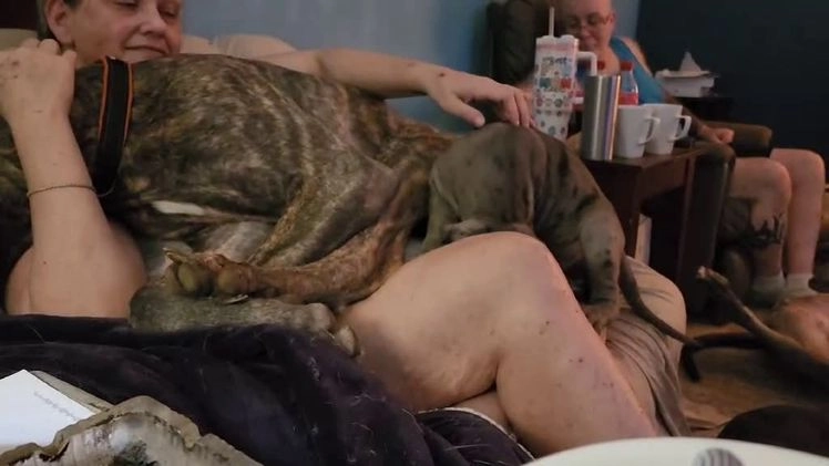 Great Dane dogs for sale: Prince Charming - Video 3