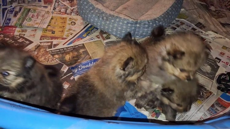 Pomeranian dogs for sale: Pomeranian Puppy 3 - Video 1