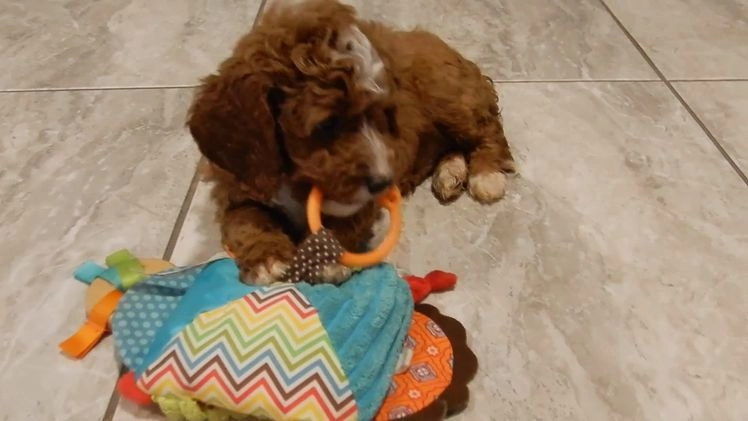 Cavapoo dogs for sale: Chester - Video 2