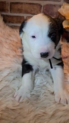 Mixed Breed dogs for sale: Milo - Video 1