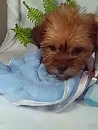Shorkie dogs for sale: Gunner - Video 1